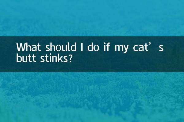 Что делать, если у кошки воняет?