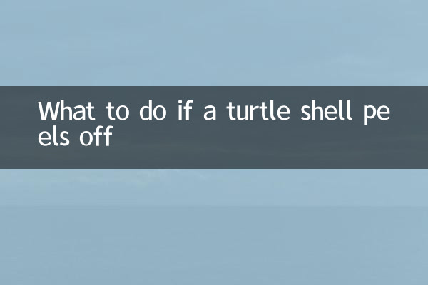 O que fazer se o casco de uma tartaruga se soltar