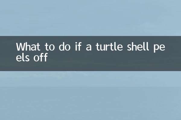 O que fazer se o casco de uma tartaruga se soltar