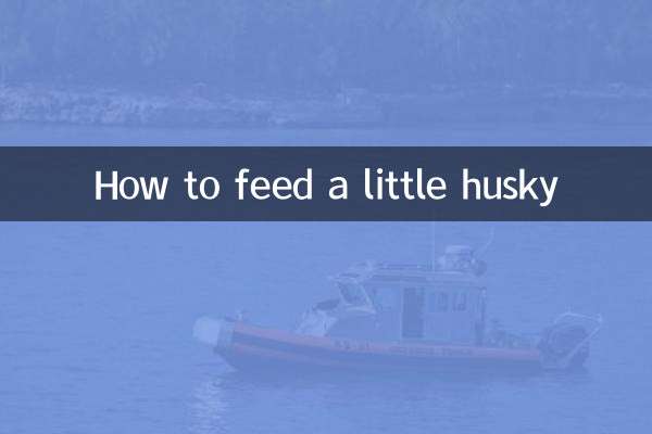 작은 허스키에게 먹이를 주는 방법
