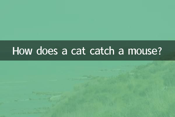 گربه چگونه موش را می گیرد؟