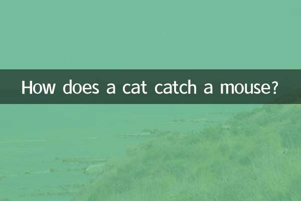گربه چگونه موش را می گیرد؟