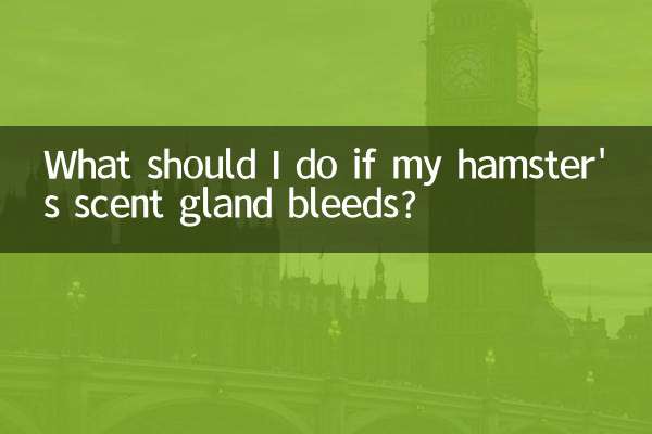 What should I do if my hamster's scent gland bleeds?