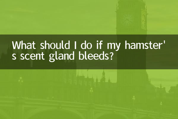 What should I do if my hamster's scent gland bleeds?