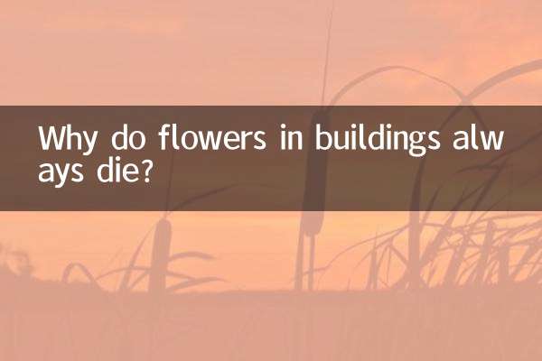 樓房養花怎麼總死掉
