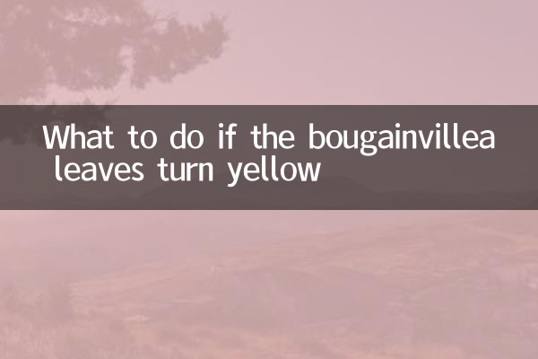 اگر برگهای بوگنویل زرد شد چه باید کرد؟