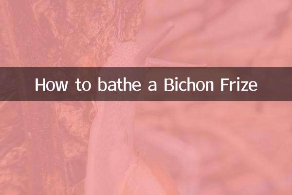 نحوه استحمام Bichon Frize