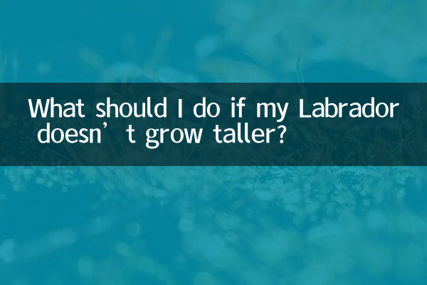 Was soll ich tun, wenn mein Labrador nicht größer wird?