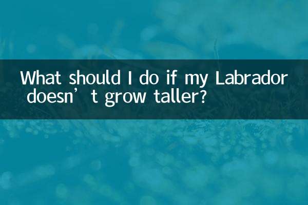 Was soll ich tun, wenn mein Labrador nicht größer wird?