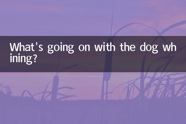 개가 낑낑대는데 무슨 일이 일어나고 있는 걸까요?