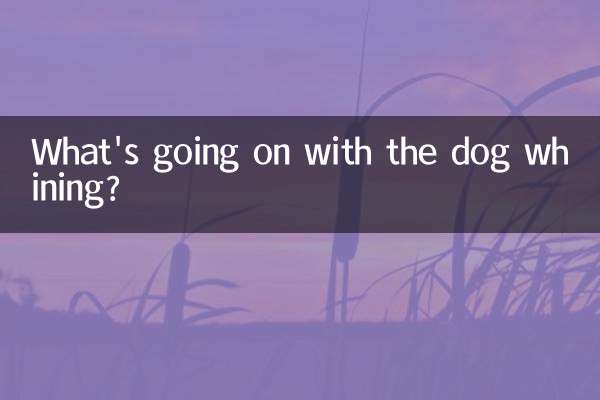 کتے کے ساتھ کیا ہو رہا ہے؟