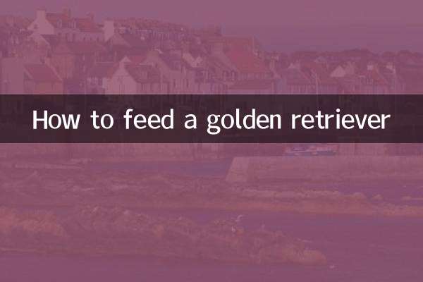 Wie füttert man einen Golden Retriever?