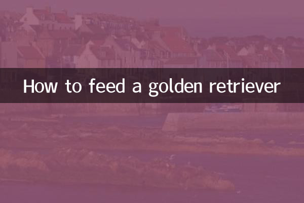 Wie füttert man einen Golden Retriever?