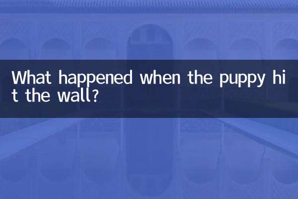 ماذا حدث عندما اصطدم الجرو بالحائط؟