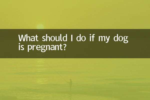 Que dois-je faire si ma chienne est enceinte ?