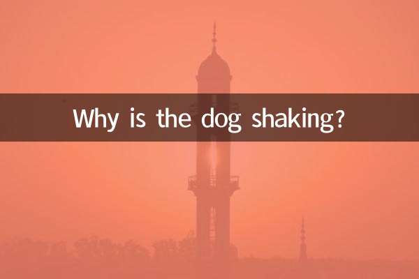 Warum zittert der Hund?