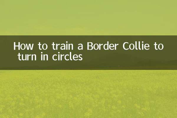 Wie man einem Border Collie beibringt, sich im Kreis zu drehen