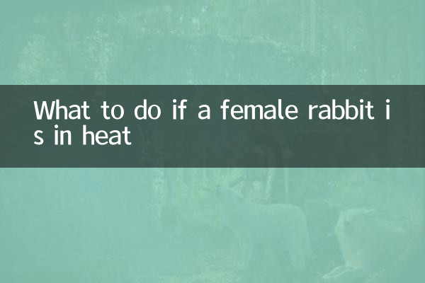 Cosa fare se una coniglietta è in calore