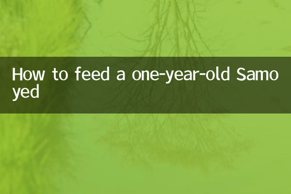 نحوه غذا دادن به ساموید یک ساله