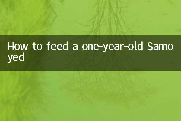 نحوه غذا دادن به ساموید یک ساله