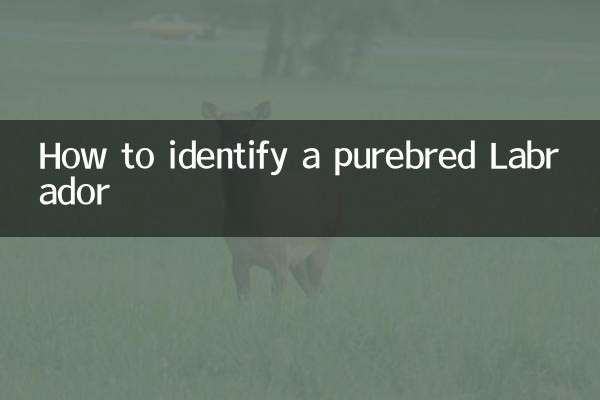 Come identificare un Labrador di razza pura