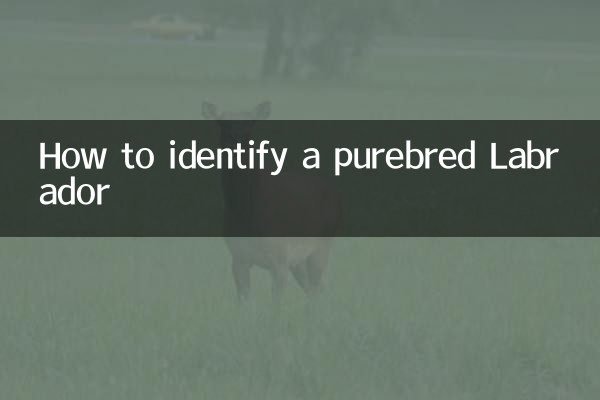 शुद्ध नस्ल के लैब्राडोर की पहचान कैसे करें