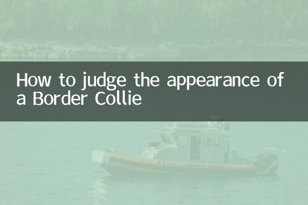 Comment juger de l'apparence d'un Border Collie