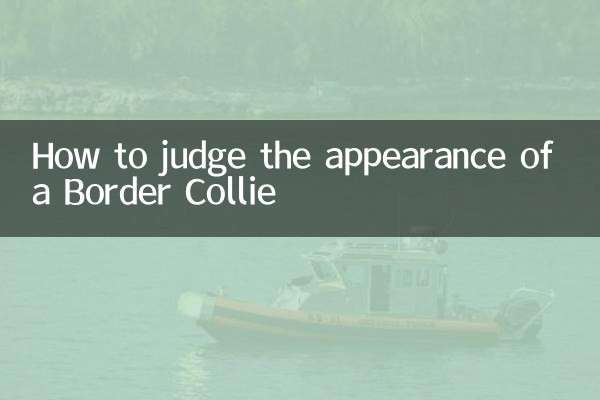 How to judge the appearance of a Border Collie