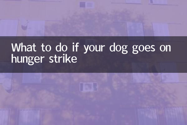 O que fazer se seu cachorro fizer greve de fome