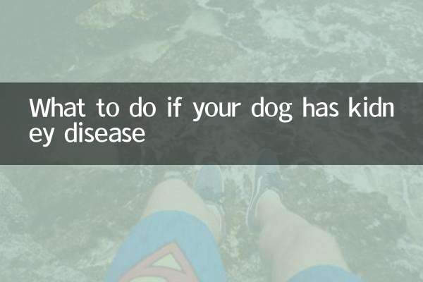狗狗得了肾病怎么办