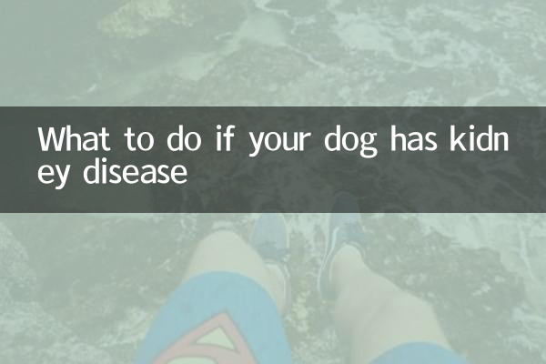 狗狗得了肾病怎么办