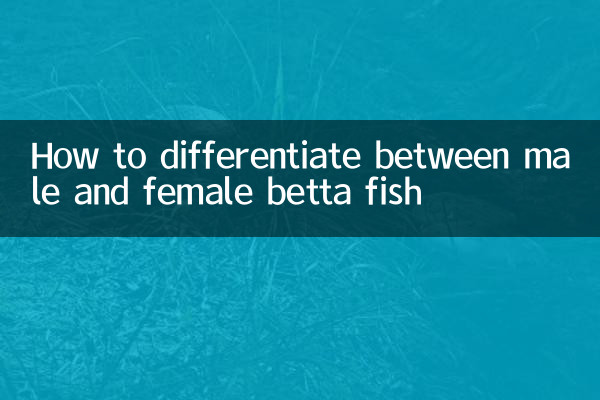 Wie man zwischen männlichen und weiblichen Kampffischen unterscheidet