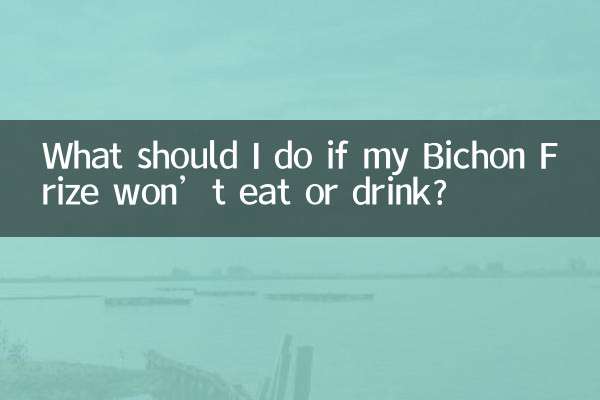 Was soll ich tun, wenn mein Bichon Frise weder frisst noch trinkt?