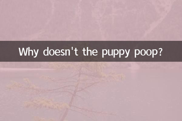 Why doesn't the puppy poop?