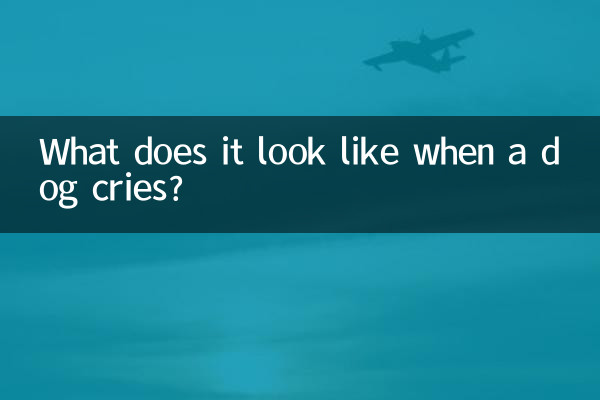 Como é quando um cachorro chora?