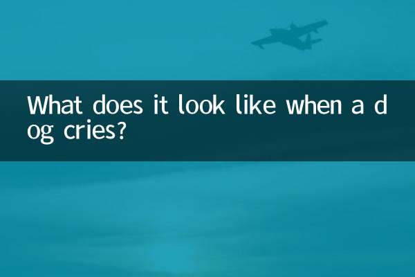 Como é quando um cachorro chora?