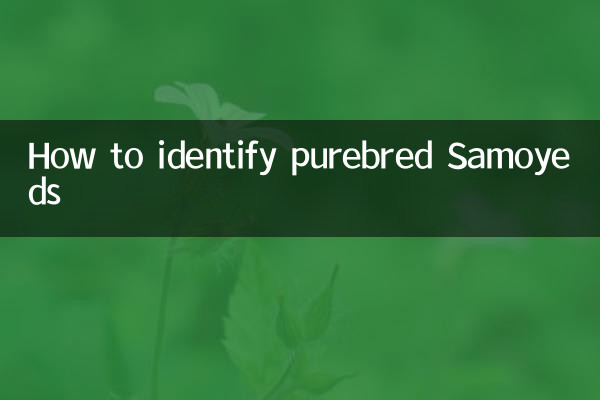 كيفية التعرف على Samoyeds الأصيلة