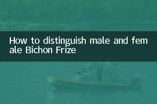How to distinguish male and female Bichon Frize