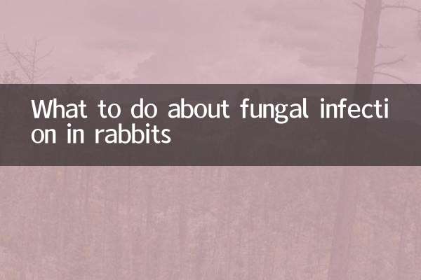 兔兔真菌感染怎么办