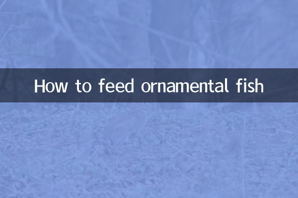 观赏鱼怎么喂食