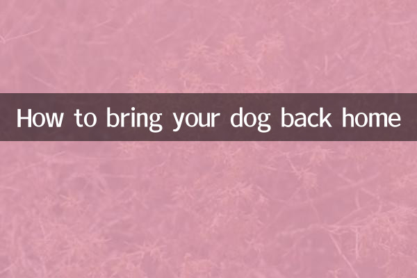 كيف تعيد كلبك إلى المنزل