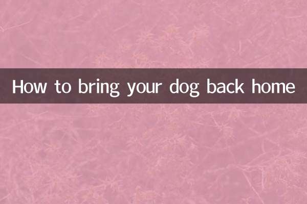كيف تعيد كلبك إلى المنزل