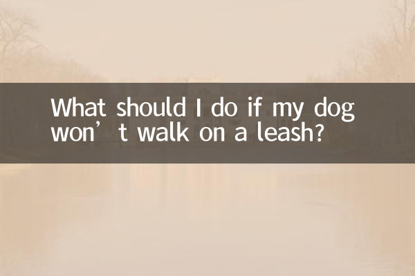 What should I do if my dog ​​won’t walk on a leash?