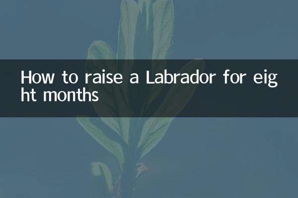 چگونه لابرادور را به مدت هشت ماه پرورش دهیم؟