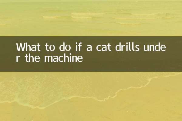 Cosa fare se un gatto fora sotto la macchina