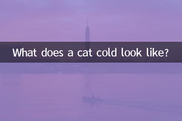 猫の風邪ってどんな感じ?