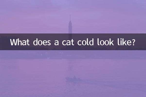 猫の風邪ってどんな感じ？