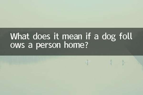 Was bedeutet es, wenn ein Hund einer Person nach Hause folgt?