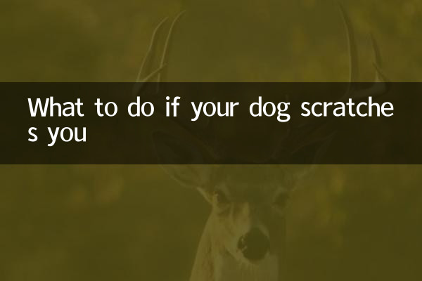 Что делать, если собака вас царапает