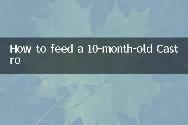 十個月卡斯羅怎麼餵